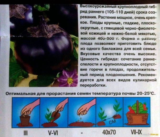 Баклажан щелкунчик: характеристика и описание сорта, особенности выращивания, сроки посева, фото, отзывы