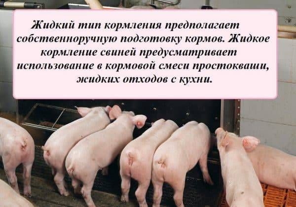 Рекомендации по кормлению свиней — свиноводство -> кормление свиней