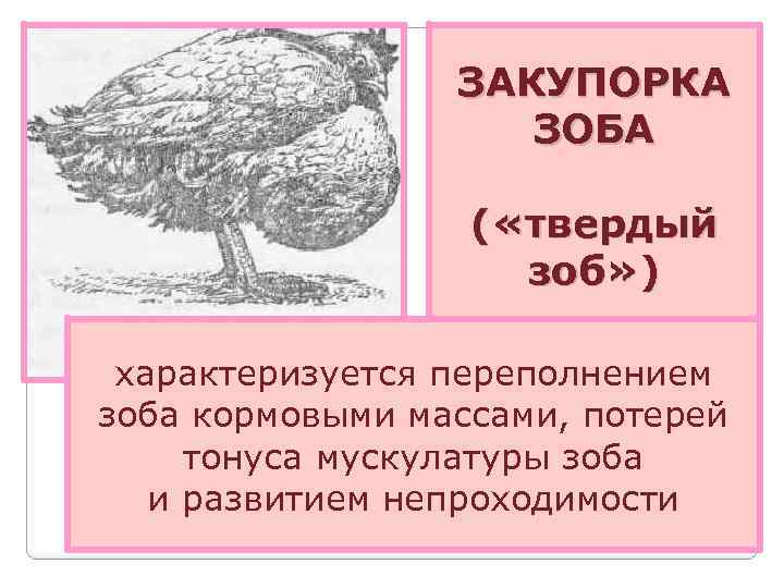 Забитый зоб у курицы (цыпленка) что делать?