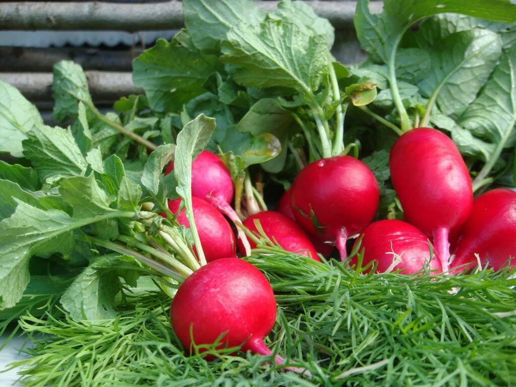 Выращиваю редис на подоконнике и ем свежий овощ круглый год