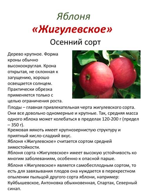 Особенности посадки и ухода яблони сорта Жигулевское