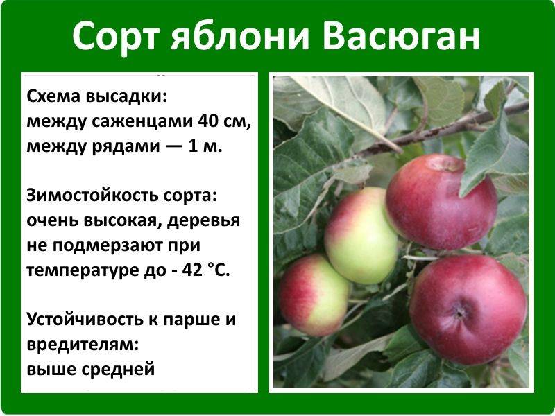Колоновидные яблони: посадка и уход. сорта колоновидных яблонь с фото