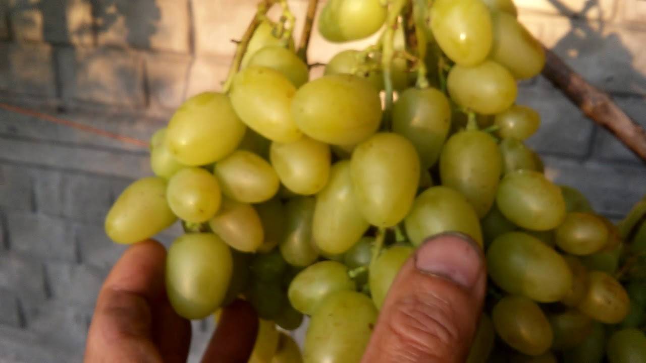 Виноград сорт надежда азос: описание, фото, отзывы, технология посадки и ухода, размножение