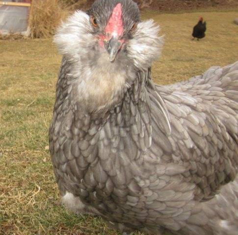 Амераукана: пасхальная порода кур