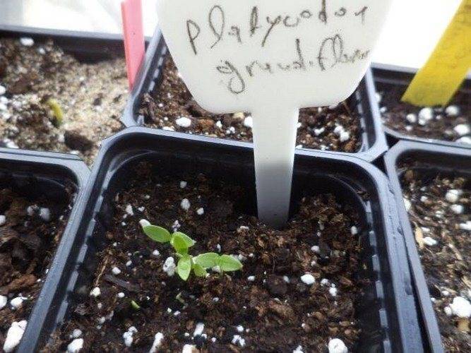 Платикодон: выращивание из семян в домашних условиях