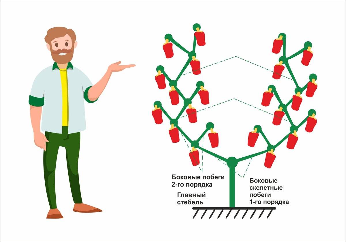 Схема пасынкования перца в теплице. Как формировать куст перца в теплице. Как формировать перцы в теплице схема. Как формировать куст перца. Схема обрезки перца.