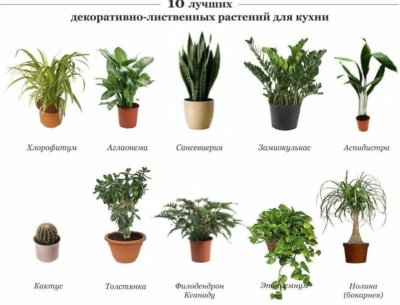 Комнатные растения для дома с фото и названиями