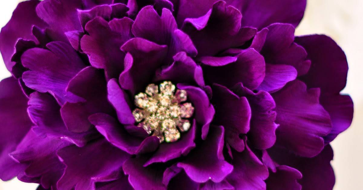 Фиолетовые пионы сорта с фото и названиями