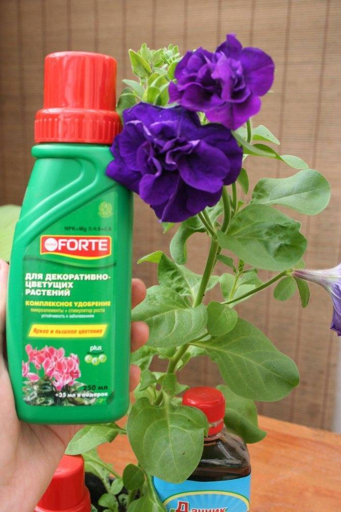 Подробно о том, чем подкармливать фиалки для обильного цветения в домашних условиях