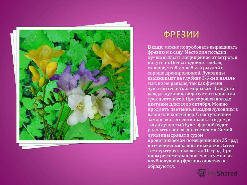 Фрезия: описание, виды, уход и выращивание цветка