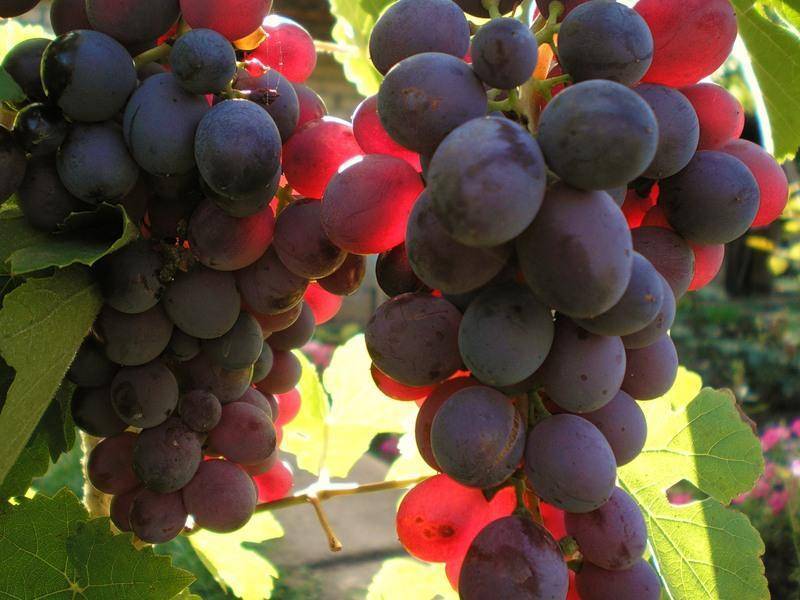 Сорт винограда для северо запада россии фото с названиями и описанием