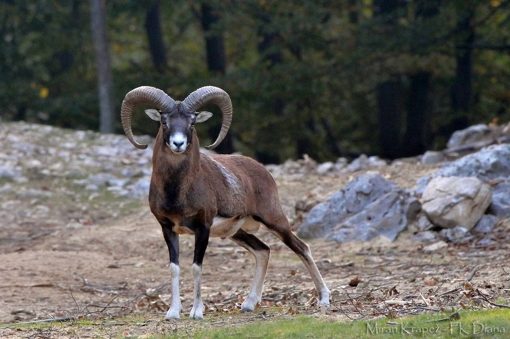 Алтайский горный баран аргали Ovis Ammon