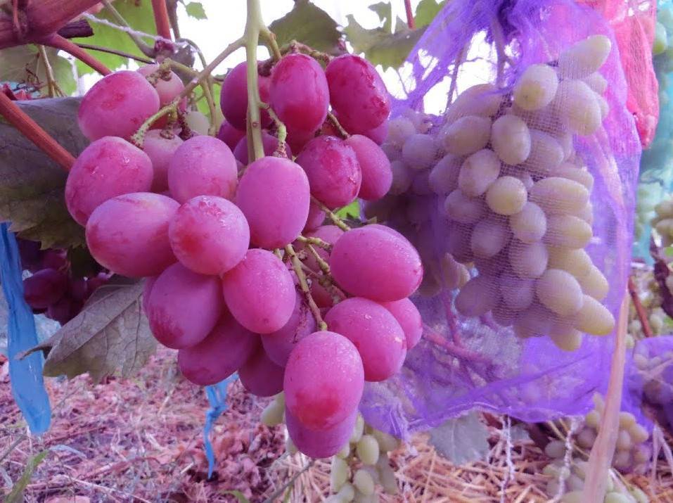 Виноград анюта: характеристика и описание сорта