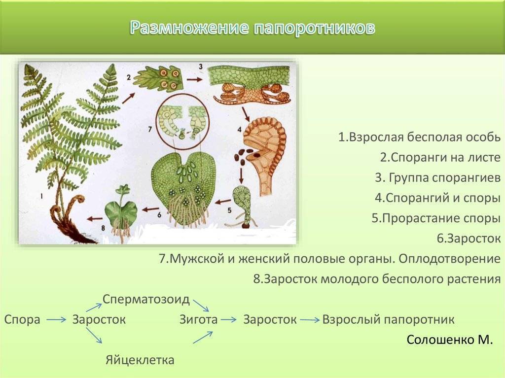 Схема размножения папоротников 6 класс биология