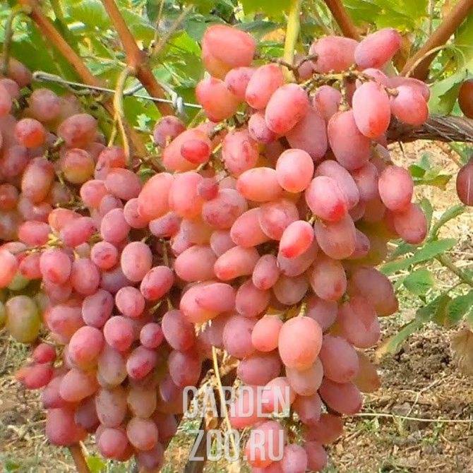 Виноград виктор: как выращивать данный сорт