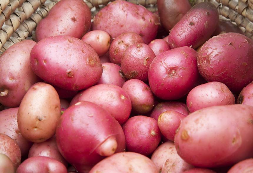 Как вырастить картофель ред леди?