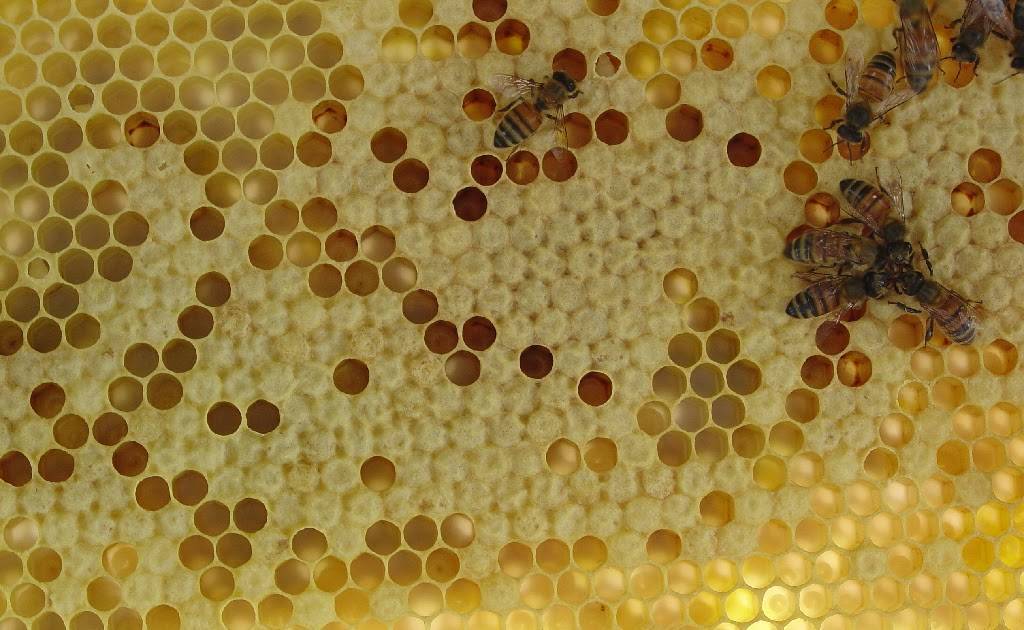 Горбатый расплод у пчел: что делать?
