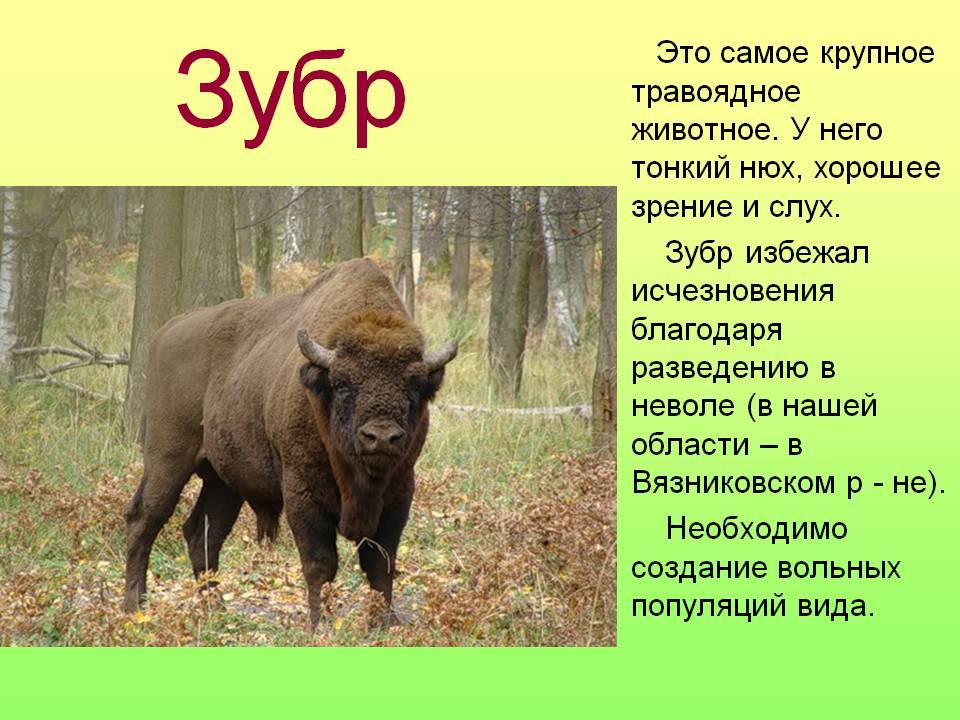 Доклад як животное (образ жизни, среда обитания)