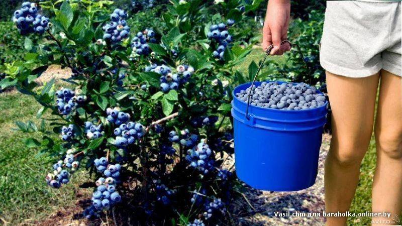Черника садовая посадка и уход: фото сортов и процедуры посадки