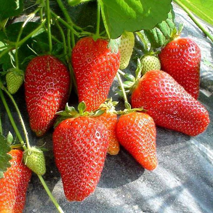 Клубника сорт мурано: одна из самых ярких новинок