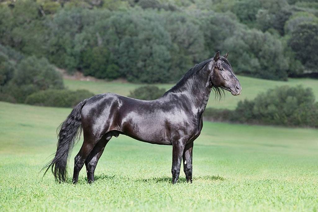 Особенности Андалузской лошади