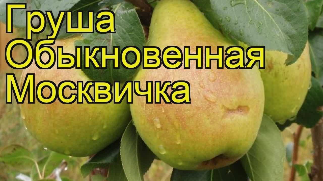 Груша москвичка: описание сорта, фото, отзывы, посадка