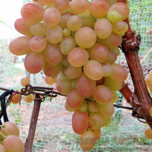Виноград "тасон": описание сорта, фото, отзывы