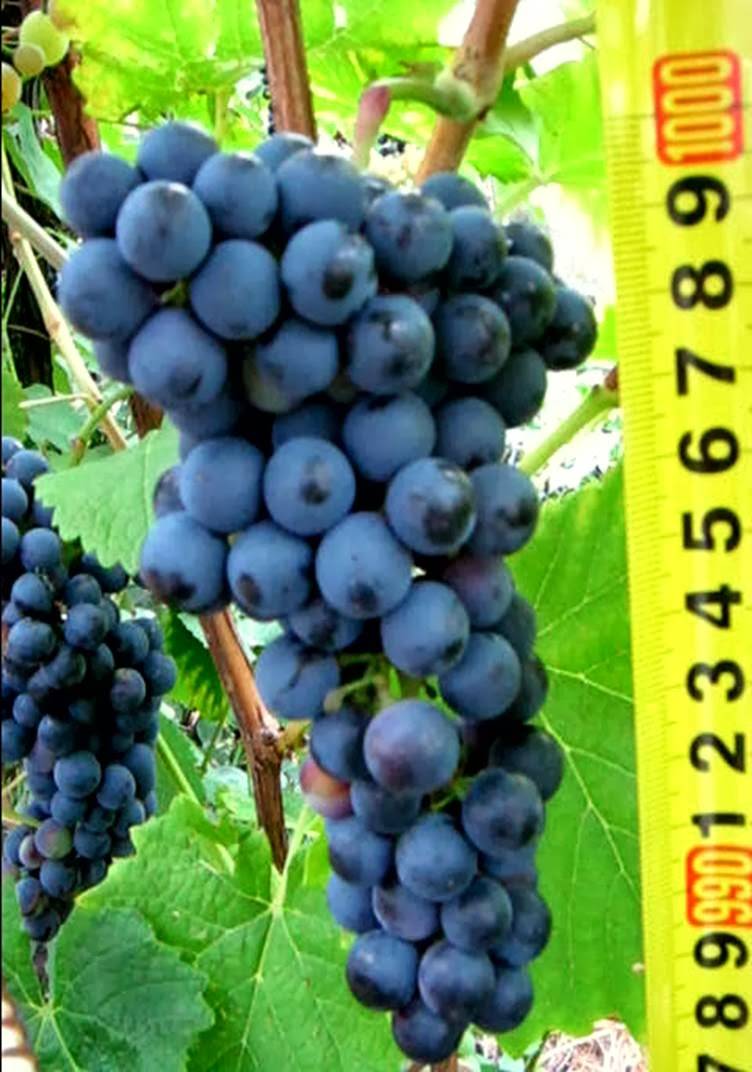 Виноград кишмиш потапенко: описание черного сорта, посадка и выращивание
