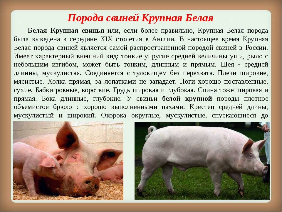 Крупная белая порода свиней фото характеристика