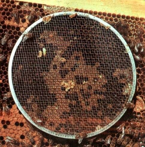 Роевые матки на пасеке или искусственный вывод пчелиных маток