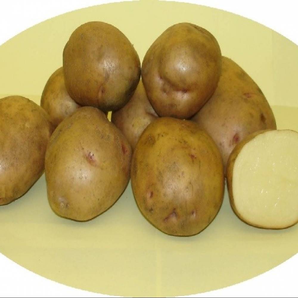 Описание сорта картофеля метеор — особенности выращивания