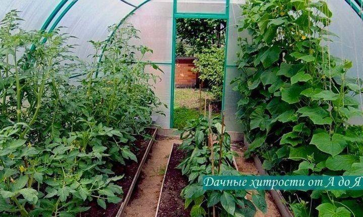 Как вырастить томаты и огурцы в одной теплице: 7 важных советов