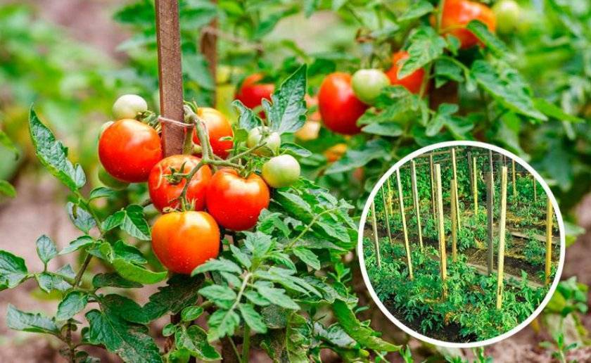Схемы посадки помидоров в открытом грунте — достоинства и минусы разных типов высаживания