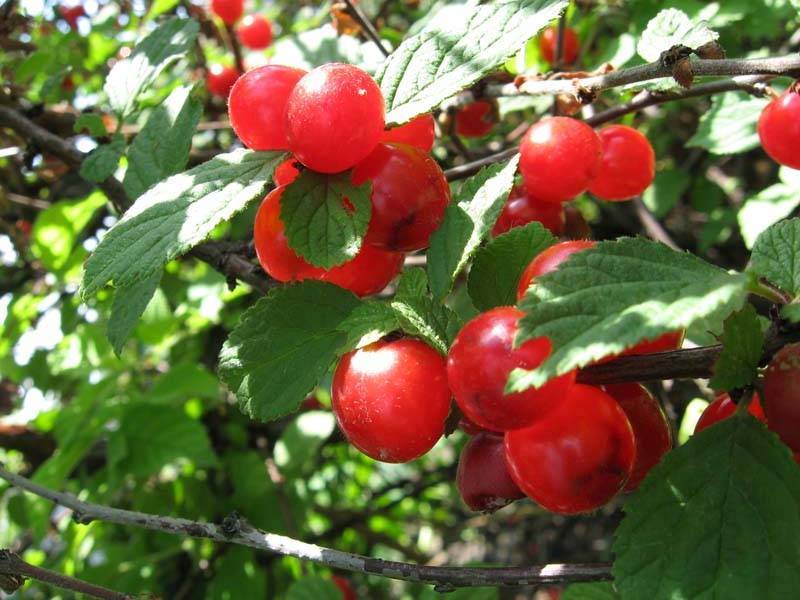 Описание войлочной вишни сорта войлочной вишни
