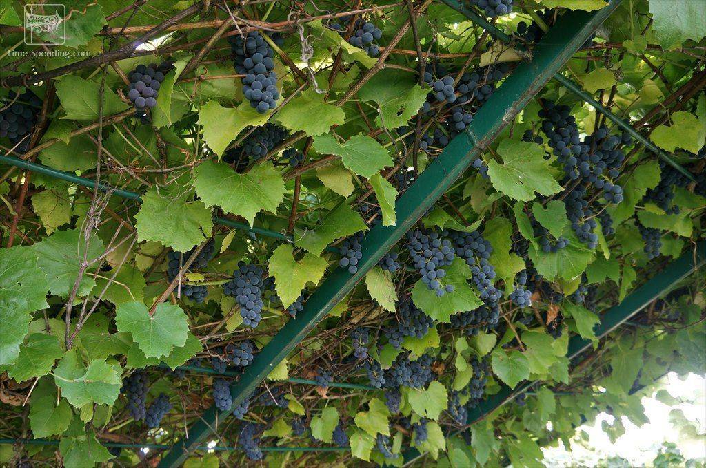 Виноград - альфа: описание сорта, фото, отзывы