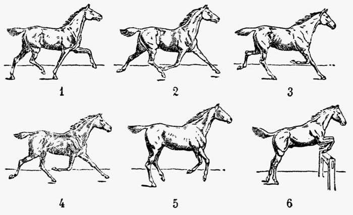 Как управлять лошадью верхом для начинающих картинки с цифрами