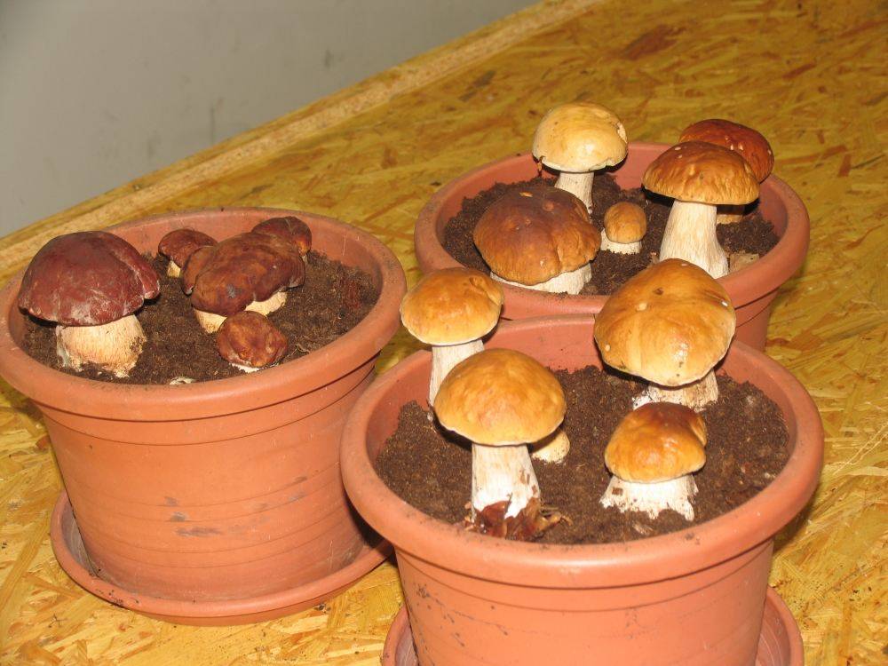 Белые грибы в домашних условиях: выращивание дома, на даче, приусадебном участке и подоконнике из спор