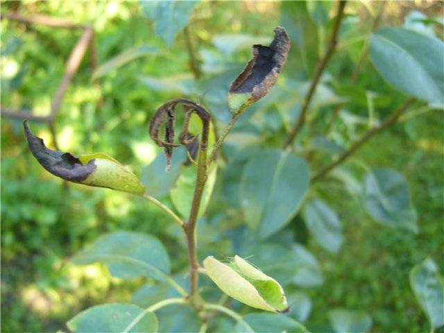 Почему чернеют листья у груши и как лечить