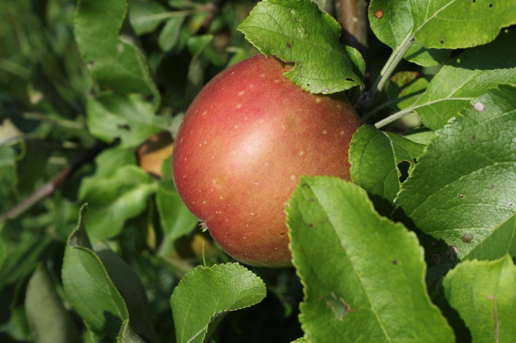 Описание и особенности сорта яблони чемпион