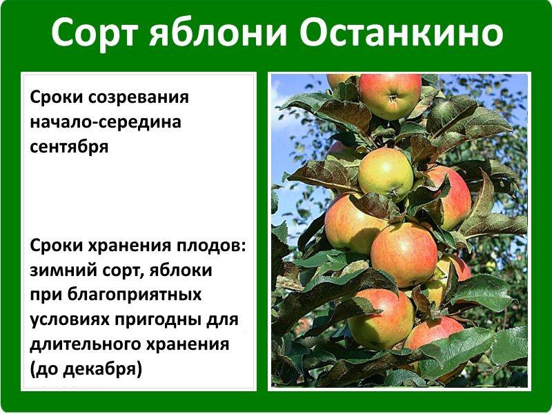 Сорта колоновидных яблонь для урала с фото и описанием
