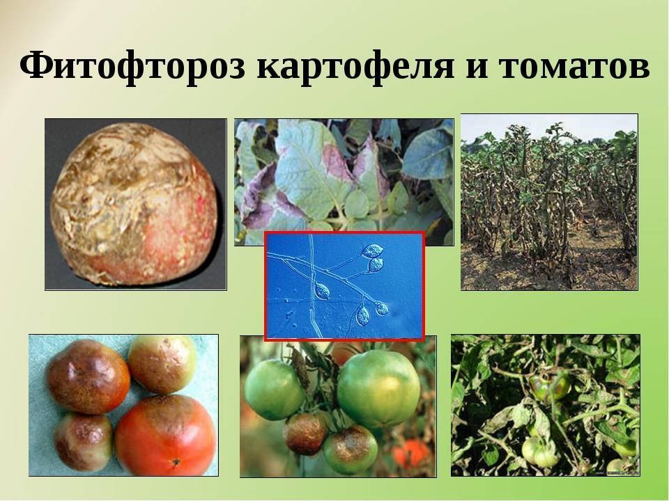 Фитофтороз картофеля меры борьбы. Картофель пораженный фитофторой. Фитофтора гриб паразит поражаемые растения. Фитофтороз пасленовых (томата). Фитофтора картофеля и томатов.