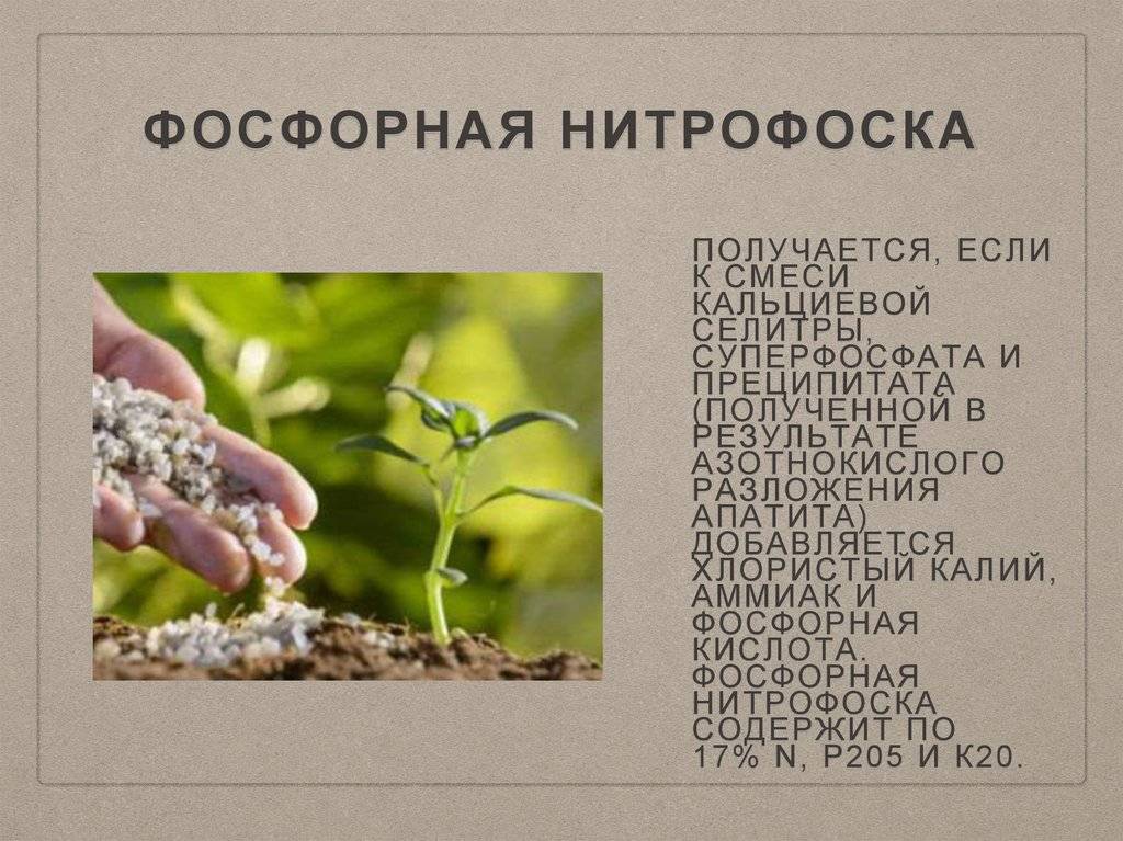 Нитроаммофоска: состав удобрения и его применение в саду и огороде