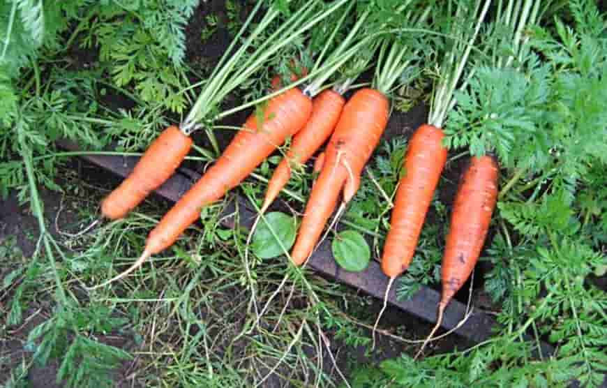 Лучшие сорта моркови с описанием топ-2021: фото и характеристики, рейтинг урожайных, сладких, сочных, вкусных сортов - почва.нет