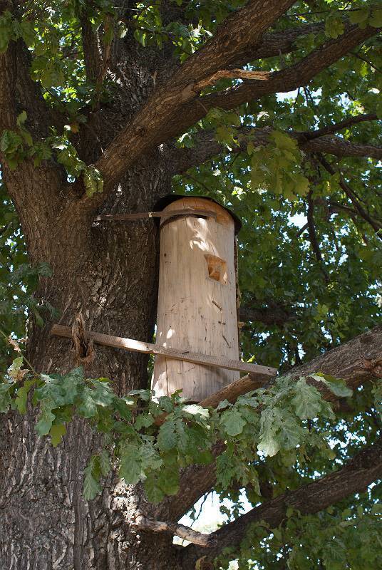 Бортевое пчеловодство: описание, плюсы и минусы, изготовления борти
