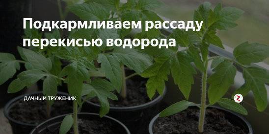 Как применять перекись водорода для подкормки цветов - удобряшкин.ру