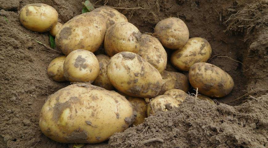 Характеристика, описание, урожайность, отзывы и фото сорта картофеля «гурман».