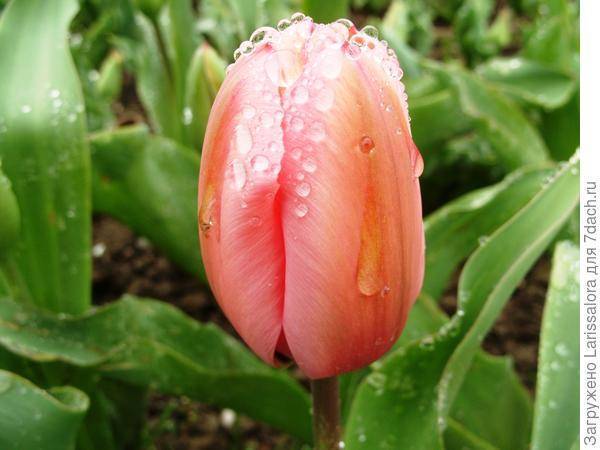 Пионовидные тюльпаны – описание, особенности, цвета, сорта, правила посадки