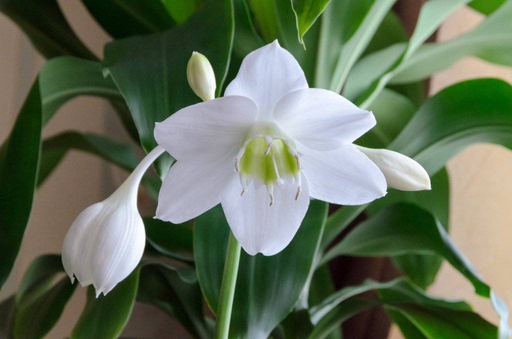 Комнатный цветок с белыми цветами фото