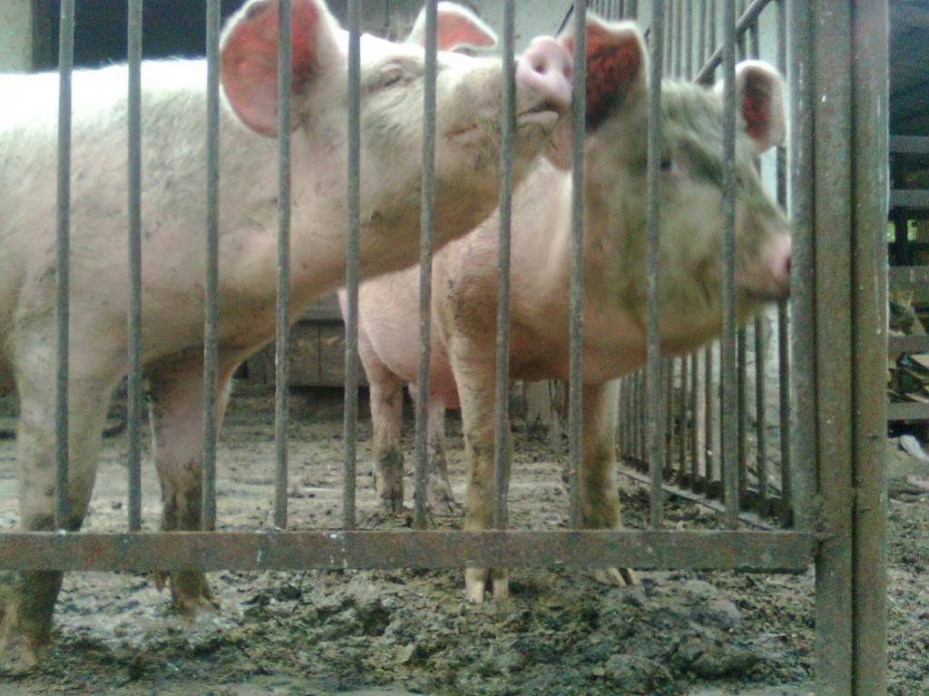 Синдром истощения свиноматок - болезни свиней