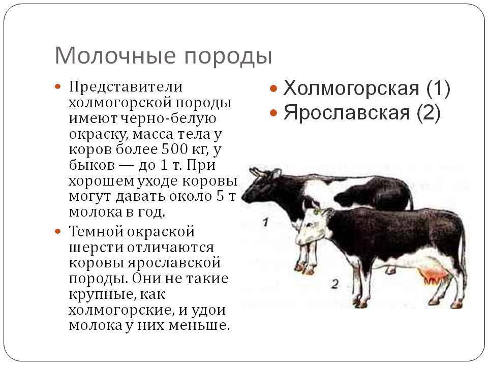 Холмогорская порода коров крс: фото, характеристика, содержание и разведение